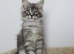 Oscar - Maine Coon Kitten For Sale - NY, US