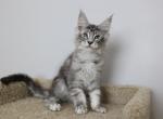 Logan - Maine Coon Kitten For Sale - NY, US