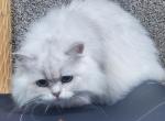 Jasmine - British Shorthair Cat For Sale/Retired Breeding - 