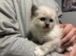 Huey - Ragdoll Kitten For Sale - Brockton, MA, US