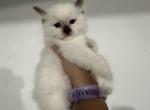 Chocolate Point Male Ragdoll - Ragdoll Kitten For Sale - Minerva, OH, US