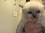 Dewey - Ragdoll Kitten For Sale - Brockton, MA, US