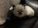 Louie - Ragdoll Kitten For Sale - Brockton, MA, US