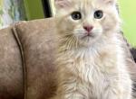 Jan - Maine Coon Kitten For Sale - 