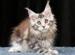 Olimpia - Maine Coon Kitten For Sale - Philadelphia, PA, US