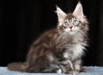 Vlad - Maine Coon Kitten For Sale - 