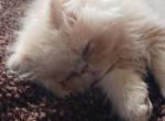 DJ - Persian Kitten For Sale - Albany, OR, US
