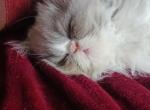 MITSY - Persian Kitten For Sale - Albany, OR, US
