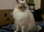Vando - Ragdoll Kitten For Adoption - NE, US