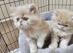 Marble - Himalayan Kitten For Sale - Dallas, TX, US