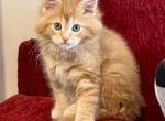 Sunny - Maine Coon Kitten For Sale - New Park, PA, US