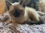 Julips April litter - Siamese Kitten For Sale - Ypsilanti, MI, US