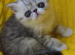 Zephyr - Exotic Kitten For Sale - 