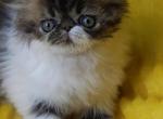 Yogurt - Persian Kitten For Sale - Lemont, IL, US