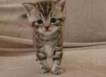 Chloes chocolate tabby Munchkin - Scottish Fold Kitten For Sale - Beaverton, OR, US