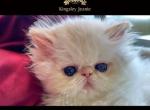 Kingsley Electra - Persian Kitten For Sale - Beverly Hills, CA, US