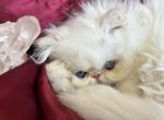 Kingsley Sage - Himalayan Kitten For Sale - Pasadena, CA, US