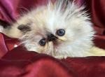 Kingsley Heidi - Persian Kitten For Sale - Beverly Hills, CA, US