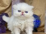 Kingsley Love - Persian Kitten For Sale - Beverly Hills, CA, US