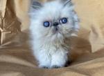 Kingsley Annabelle - Persian Kitten For Sale - Beverly Hills, CA, US