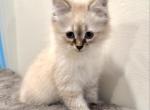 Winston - Siberian Kitten For Sale - Houston, TX, US