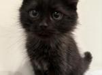 Lucky - Siberian Kitten For Sale - 