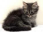 Hunter - Siberian Kitten For Sale - Houston, TX, US
