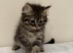 Whiskey - Siberian Kitten For Sale - Houston, TX, US