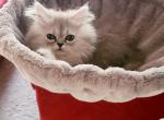 Silver Shaded Persian - Persian Kitten For Sale - 