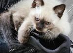 Oshie Jr - Siamese Kitten For Sale - Edwardsville, IL, US