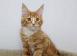 Oliver - Maine Coon Kitten For Sale - NY, US