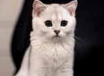 Lunaa - Scottish Straight Kitten For Sale - Buffalo Grove, IL, US