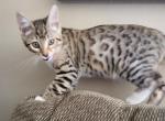 Hybrid Bengalese male brown black spotted rosette - Bengal Kitten For Sale - 