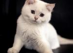 Booo - Scottish Straight Kitten For Sale - Buffalo Grove, IL, US