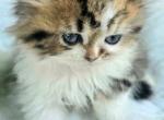 Golden Purdoll Chinchilla Persian Ragdoll - Domestic Kitten For Sale - VA, US