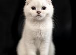 Milashh - Scottish Fold Kitten For Sale - Buffalo Grove, IL, US