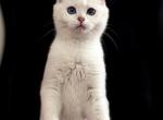Lolaa - Scottish Fold Kitten For Sale - Buffalo Grove, IL, US