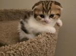 Lion - Scottish Fold Kitten For Sale - Philadelphia, PA, US