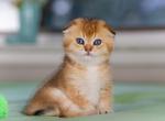 Berimor - Scottish Fold Kitten For Sale - Bensalem, PA, US