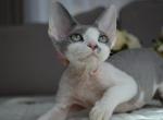 Ollie - Devon Rex Kitten For Sale - 