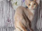 Sammy - Devon Rex Kitten For Sale - 