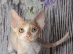 Percy - Devon Rex Kitten For Sale - Brooklyn, NY, US
