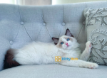 Casper - Ragdoll Kitten For Sale - New York, NY, US