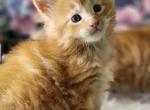 Harvey Maine Coon - Maine Coon Kitten For Sale - Eugene, OR, US