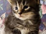 Junior Maine Coon - Maine Coon Kitten For Sale - Eugene, OR, US