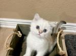 Blue eyed BSH male kitten - British Shorthair Kitten For Sale - Thornton, CO, US