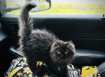 Juniper black smoke FEMALE Persian - Persian Kitten For Sale - Farmington, MI, US