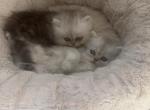 Persians - Persian Kitten For Sale - 