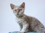 Kaiser - Selkirk Rex Kitten For Sale - Hollywood, FL, US