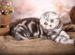 Erwin - Scottish Fold Kitten For Sale - 